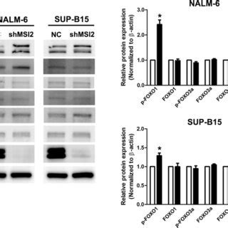 Msi Knockdown Enhanced Glucocorticoid Receptor Transport From The