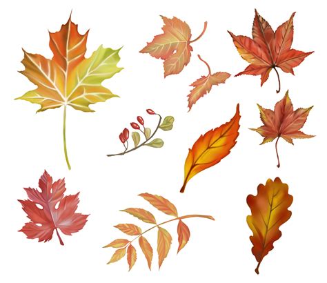 Fall Leaves Drawing Png