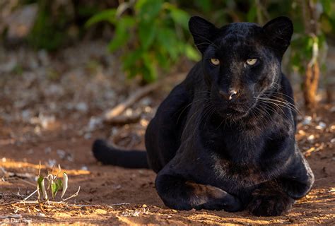 The Incredible Black Leopard Of Laikipia Africa Geographic