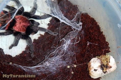 My Tarantism: Tarantula Bad Eggsac