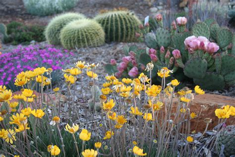 Drought Tolerant Plants Plants Desert Landscaping