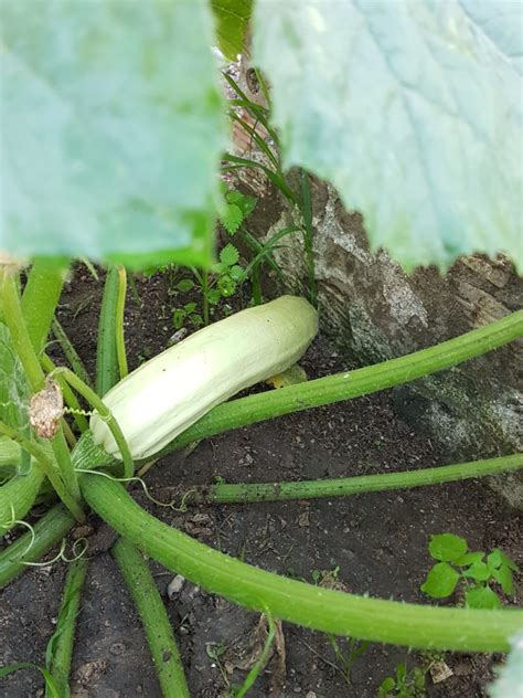 Cómo sembrar y plantar Calabacín Tuhuertoencasa net