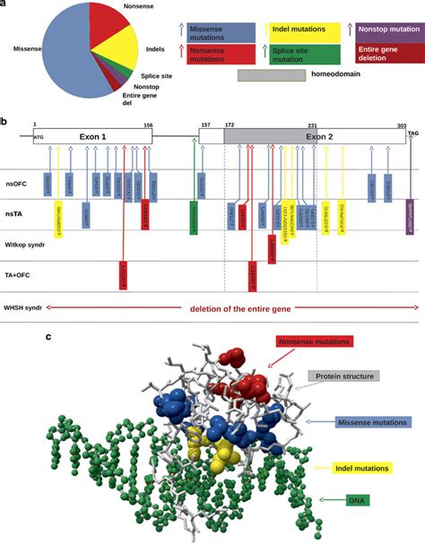 Distribution of all MSX1 mutations included in this review. Reference ...