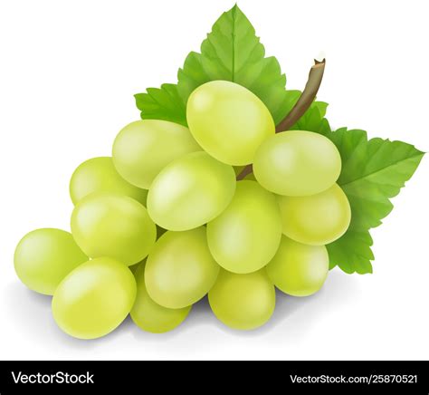 Yellow or green grapes branch with leaves Vector Image