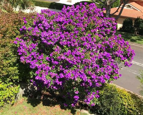 Ecuador Purple Princess Glory Bush Plant Tibouchina Lepidota