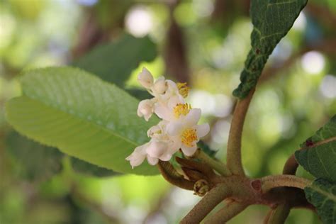 Saurauia serrata from Talpa de Allende Jal México on June 14 2023