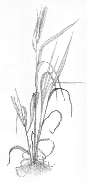 Tall Grass Sketch – Carol's Drawing Blog