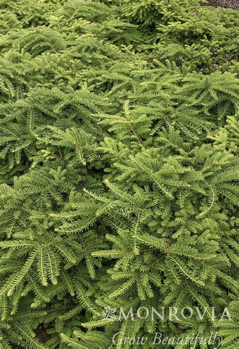 yew emerald spreader thetreefarmcom