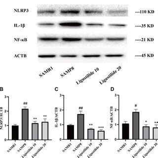 Ligustilide Reduces Neuroinflammation Levels A The Levels Of B