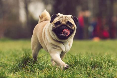 10 raças de cachorros que vivem mais tempo Portal dos Cães e Gatos