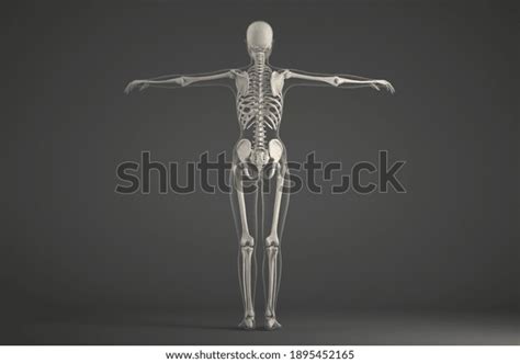 3d Human Skeleton Collection Stock Illustration 1895452165 | Shutterstock