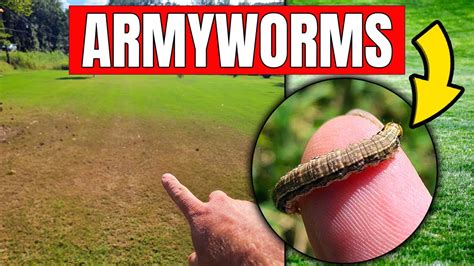 Armyworms Can Eat Your Lawn In 2 Days How To Identify And Kill Them Youtube