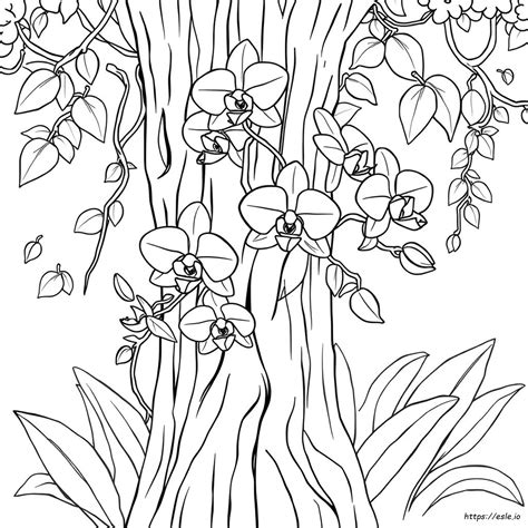 Orquideas Para Colorir - Desenhos De Orquídeas Para Colorir