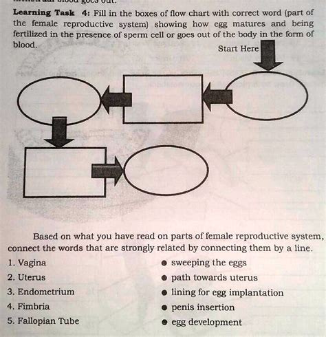 Fill In The Boxes Of Flow Chart With Correct Word Part Of The Female