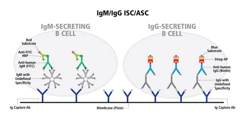 Human IgG/IgM Double-Color ELISPOT | ImmunoSpot®