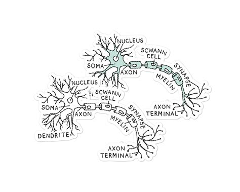 Neuron Anatomy Sticker Neuron Sticker Medical Sticker Etsy