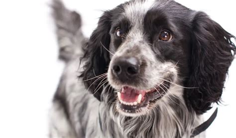 Understanding Spaniel Temperament For Successful Training - Easy ...