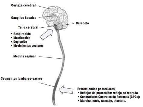 Sistema Nervioso Central Real 