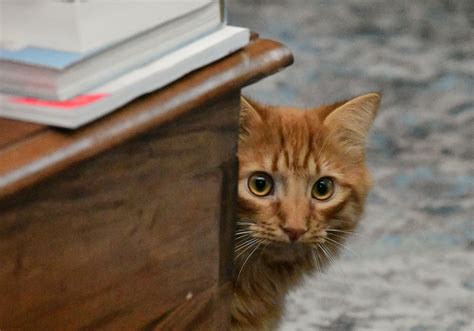 how to canary hiding without vet 1