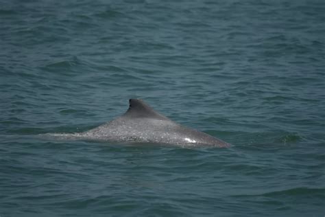 盼白海豚寶寶「貝多芬」平安長大 環團籲海洋保護法加速 永續地球 倡議家