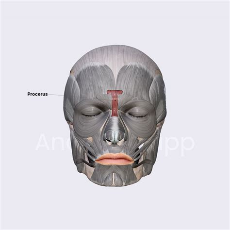 Procerus | Facial muscles | Head and Neck | Anatomy.app | Learn anatomy ...