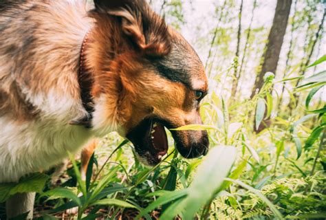 La Digestion Chez Le Chien Et Le Chat Arcanatura