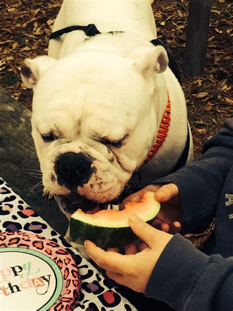Bulldog Eating Watermelon