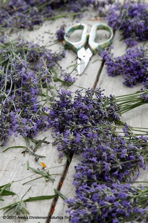 Домашний баттер для кожи с лавандой, простой рецепт. Lavender Cottage ...