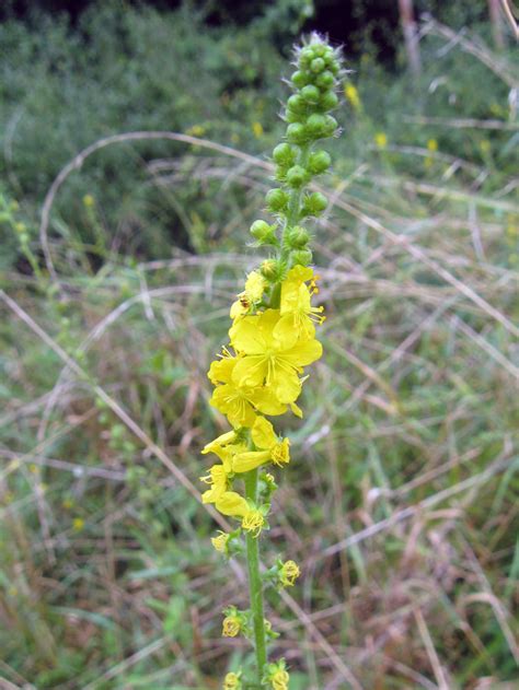 Zdrowa Kuchnia » Rzepik pospolity