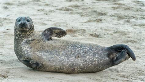 11 best beaches in Aberdeenshire for a day trip