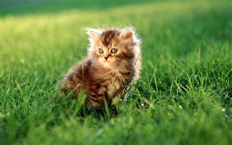 HD Widescreen Cat Wallpaper - WallpaperSafari