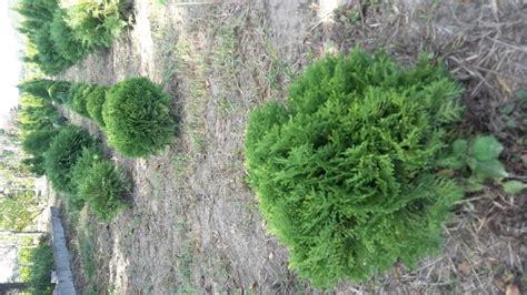 Thuja Smaragd I Ostalo Ukrasno Bilje