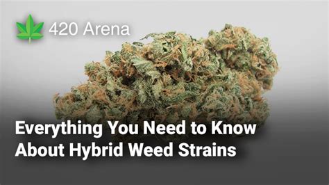 Everything You Need to Know About Hybrid Weed Strains