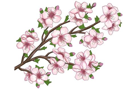 How To Draw A Cherry Blossom Flower Stealking