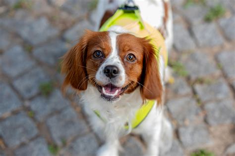 Identifying and Treating Dog Cancer Lump on Leg Effectively