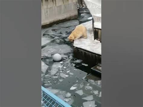 Лапкой ыть ️🐾 #медвежата белые медведи - YouTube