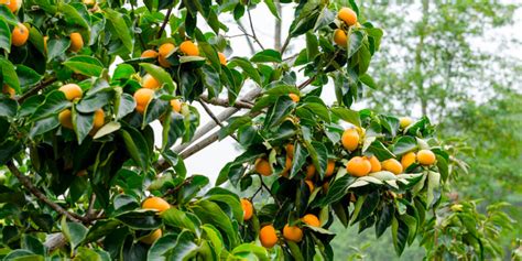 Tropical Fruit Trees - Malibu Garden Club