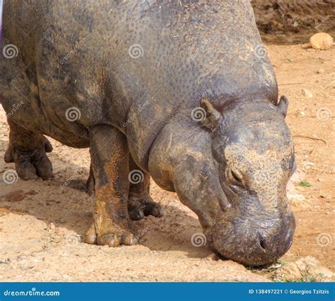 Hippo Is Drinking Water From The Lake Stock Image Image Of Nature