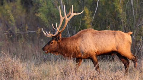 Elk Juga Dikenal Sebagai Wapiti Adalah Salah Satu Spesies Terbesar