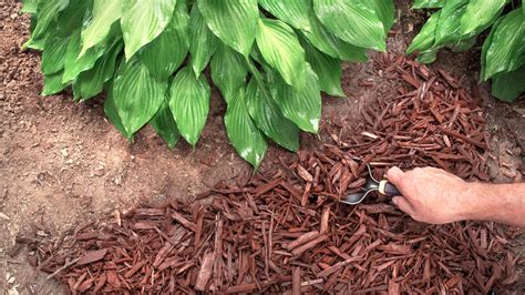 Why You Should Avoid Using Fresh Mulch In Your Garden