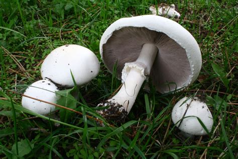 Horse Mushroom (Agaricus arvensis): Identification, Look-Alikes, Pet ...