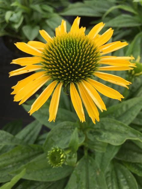 Echinacea Sunseekers Yellow Golden Valley Plants