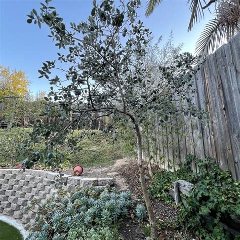 Mature Pineapple Guava Tree