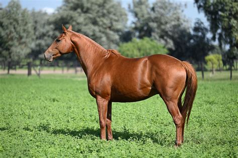 Padrillos Los Machitos Polo Argentino