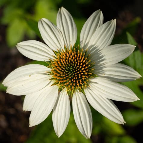 Premium Photo Coneflower Echinacea Purpurea Flowers Of Summer