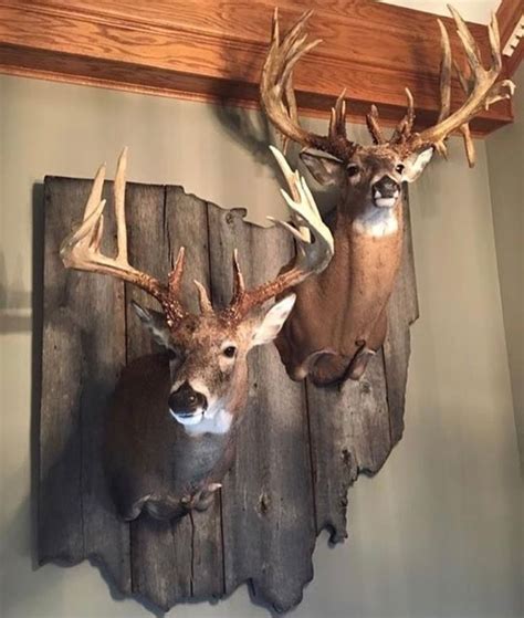 318 Best Whitetail Mounts Images On Pinterest Taxidermy Big Game