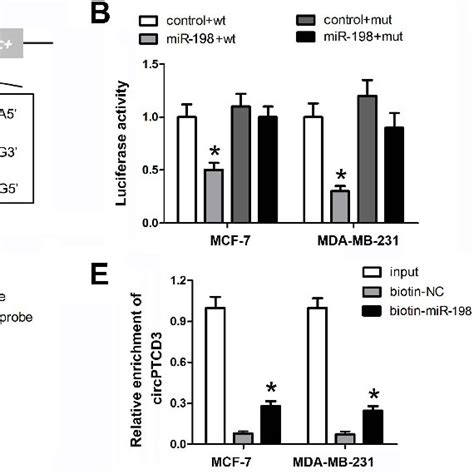 CircPTCD3 Directly Targets MiR 198 In Breast Cancer Cells A The Seed