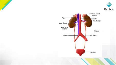 Aula 13 Sistema renal morfologia fluxo sanguíneo renal e filtração