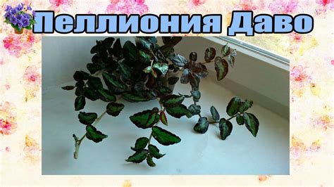 Комнатное растение пеллиония Даво (Pellionia daveauana) содержание и ...
