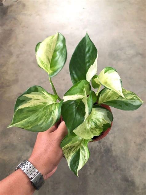 Variegated Neon Pothos Care Petra Dorn